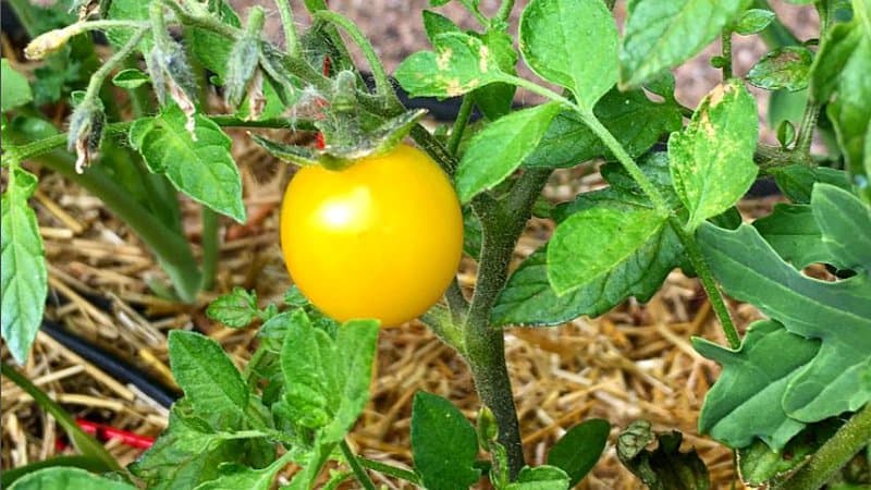 Among the cherry determinate tomatoes, the Gold Nugget tomato is the earliest to produce fruit