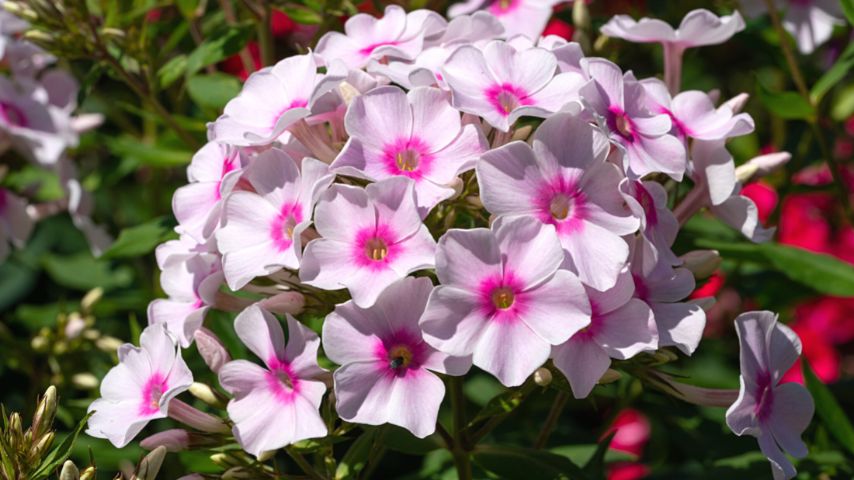 Another plant that you can grow as sage's companion plant is Phlox