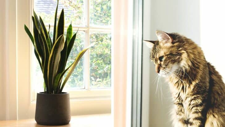 Are Snake Plants Toxic To Cats? Surprising Answer!