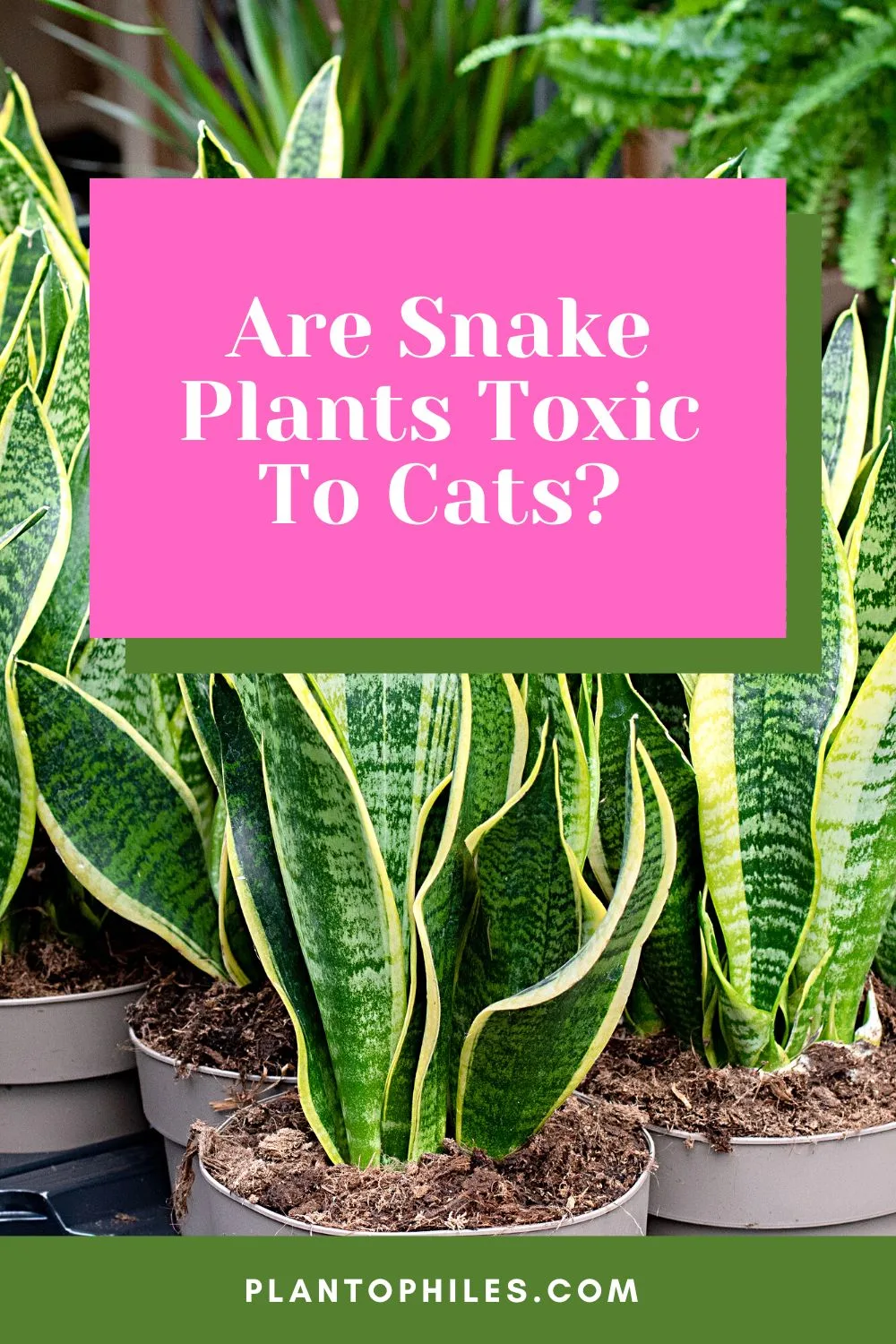 Are Snake Plants Toxic To Cats?