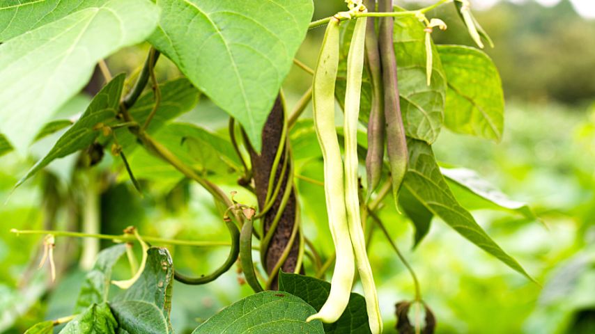 As beans help enhance the soil through nitrogen fixation, they're good companion plants for sage