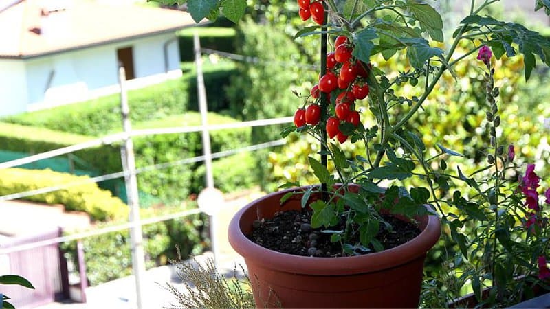 As determinate tomatoes are more on the petite and shorter side, you can easily grow them in pots, boxes, and in yards