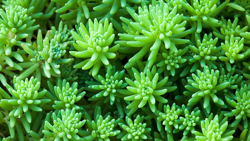 Aside from giving your garden additional points in beauty, sedum also is a great companion plant for sage