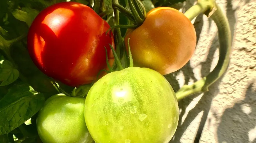 20 Best Indeterminate Tomato Varieties 6