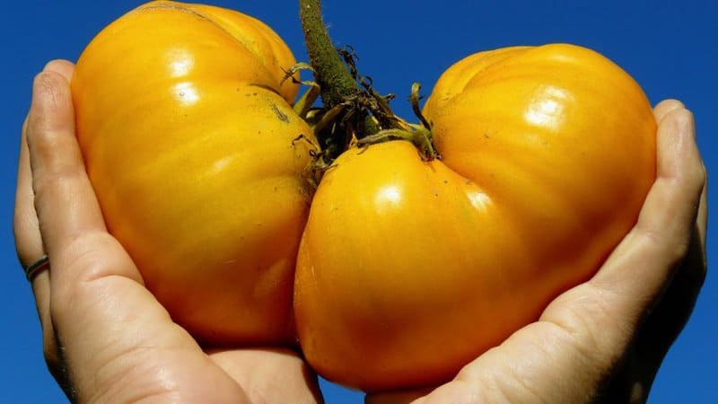 20 Best Indeterminate Tomato Varieties 3