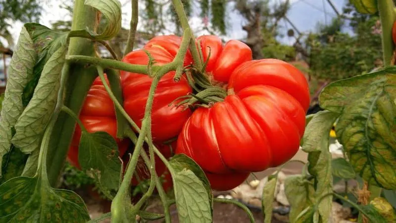 20 Best Indeterminate Tomato Varieties 2