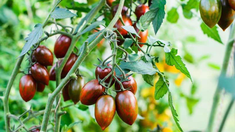 20 Best Indeterminate Tomato Varieties 11