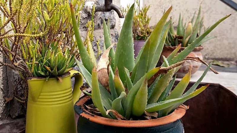 Browning of the tips of the aloe vera plant is another surefire sign that it is underwatered
