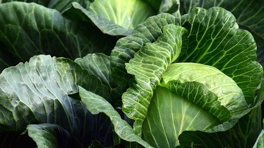 Cabbages, if you plant it in the right growing condition and timing, are great companion plants for mint
