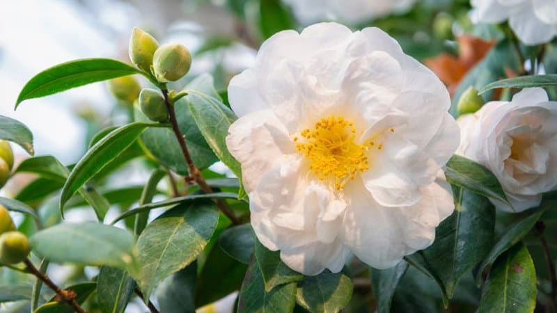 30 Greatest Trees, Shrubs, and Plants With White Flowers 9