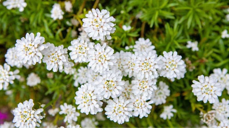 30 Greatest Trees, Shrubs, and Plants With White Flowers 3