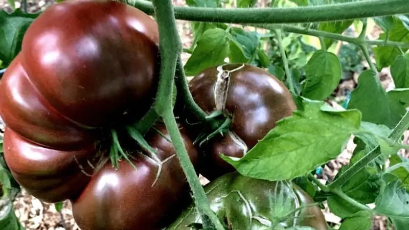 20 Best Indeterminate Tomato Varieties 9