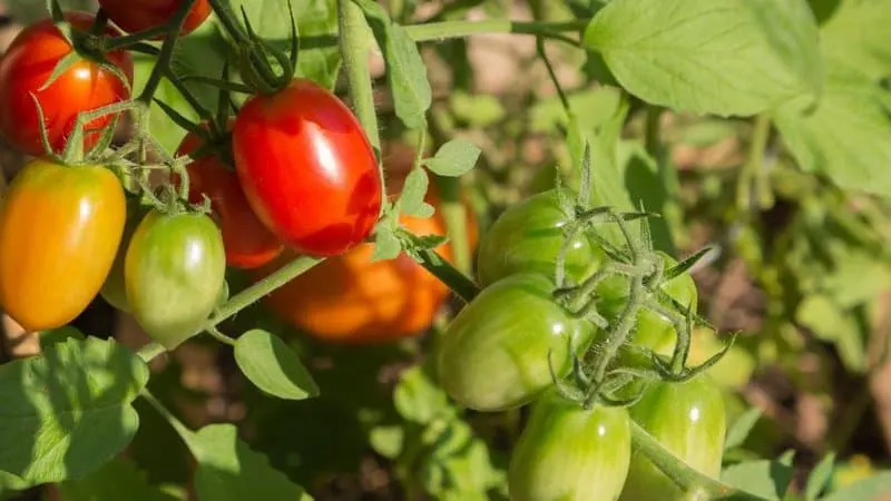 20 Best Indeterminate Tomato Varieties 4