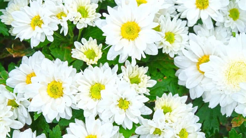30 Greatest Trees, Shrubs, and Plants With White Flowers 4