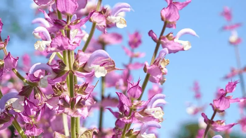 Clary Sage's perennial plant has stems that are thick and covered with hair in which each sepal contains 2 to 6 flowers