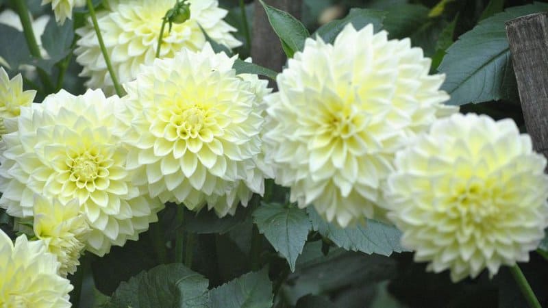 30 Greatest Trees, Shrubs, and Plants With White Flowers 24