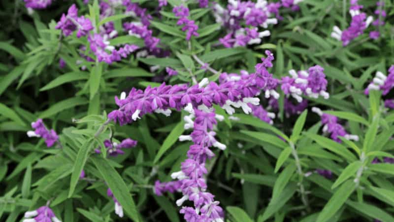 They have attractive purple-colored flowers. The stalks of this plant readily break and do not bloom readily.
