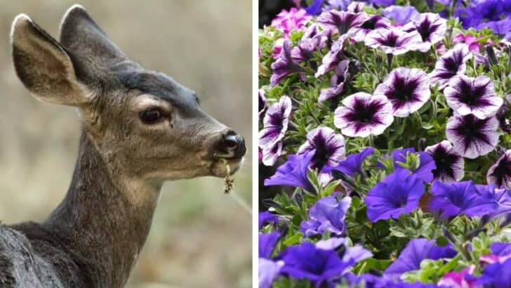 Do Deer Eat Petunias? [8 Best Ways To Prevent It]