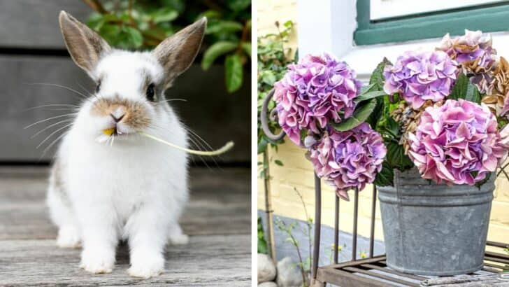Do Rabbits Eat Hydrangea Plants? This is The Truth