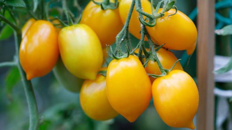 20 Best Indeterminate Tomato Varieties 5