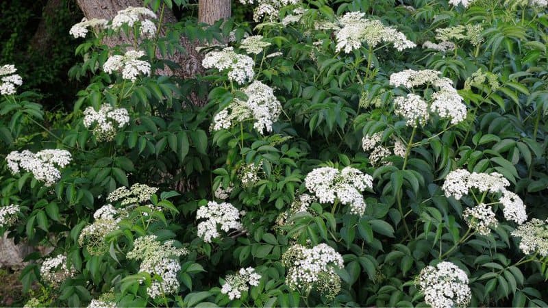 30 Greatest Trees, Shrubs, and Plants With White Flowers 10