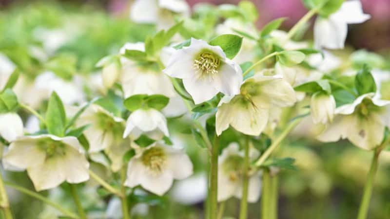30 Greatest Trees, Shrubs, and Plants With White Flowers 11