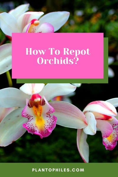 #1 Best Guide On How To Repot Orchids 1