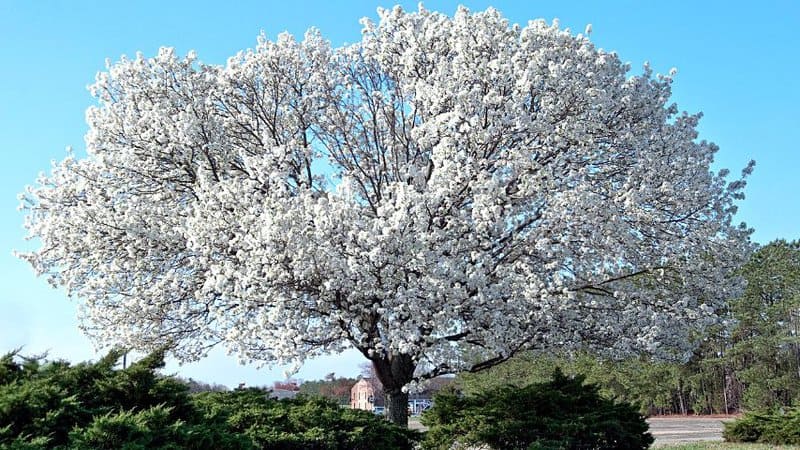 How to Grow and Take Care of Dogwood Trees?