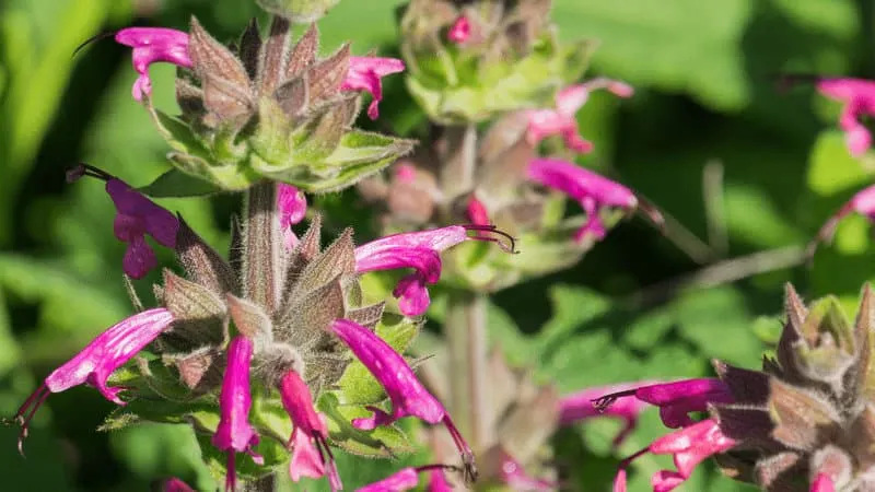 Hummingbird Sage are perennial plants that bloom beautiful magenta-colored flowers
