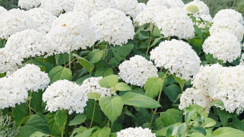 Hydrangea are ornamental trees with one of the most beautiful and beneficial white flowers