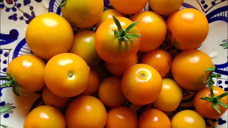 Ida Gold tomatoes are developed to thrive in the brief summers of Idaho