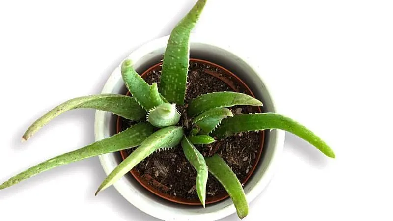 If you touch the aloe vera plant's soil and it is dry, it is another indication of underwatering
