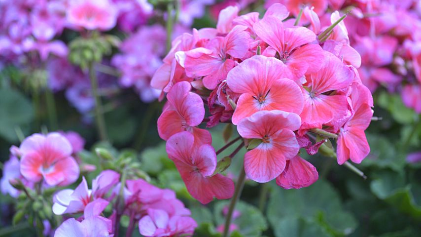 If you want a colorful and aromatic companion plant for your mint, geraniums are your best choice
