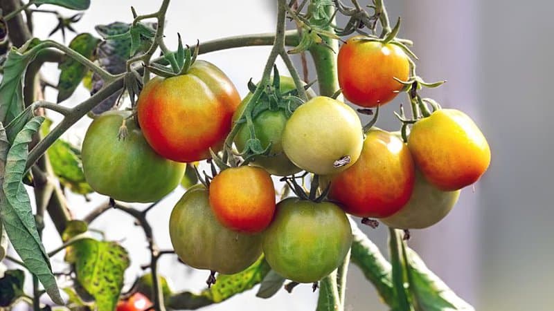 If you're planning to prepare a tart tomato sauce, the Glacier variety of tomatoes are big enough for the job