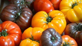 Indeterminate Tomatoes Varities