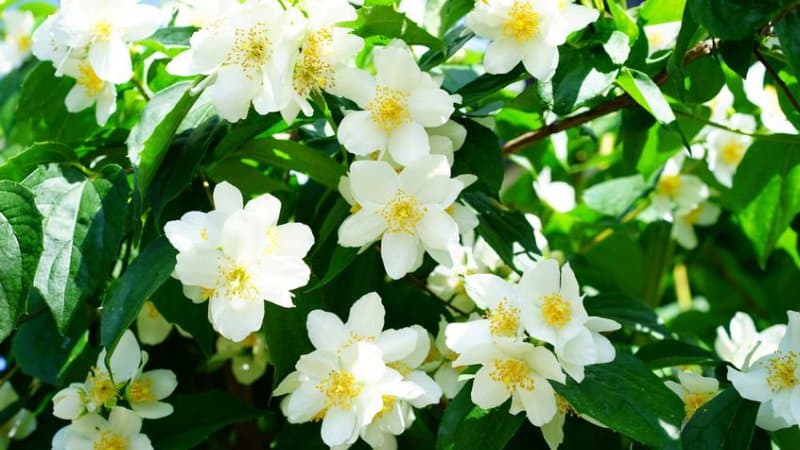30 Greatest Trees, Shrubs, and Plants With White Flowers 5