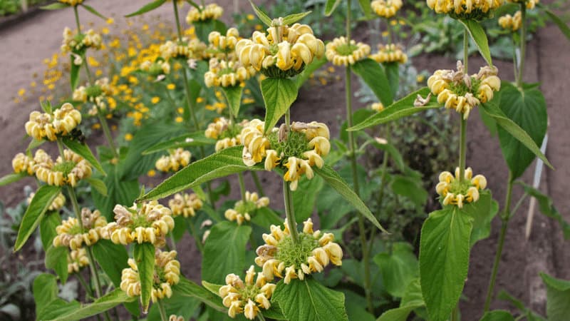 Jerusalem Sage has greyish-green leaves, and grows a yellow blossoms
