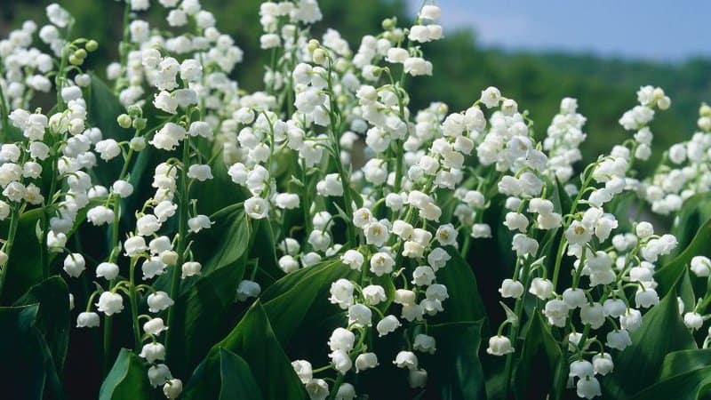 30 Greatest Trees, Shrubs, and Plants With White Flowers 22