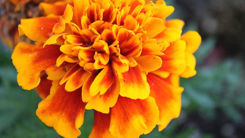Marigolds can grow in any well-drained fertile soil where mint grows, making it a good companion plant for mint 
