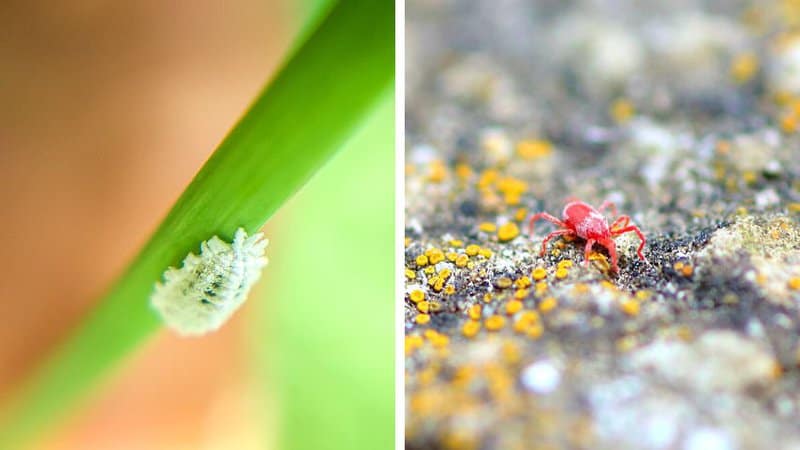 Mealybugs and spider mites are the common pests that infest your Pilea Dark Mystery