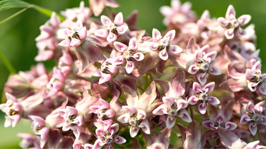Milkweed is another great companion plant for sage as it produces a milky substance that the butterflies feed on 