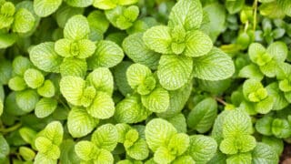 Mint Leaves Turning Yellow