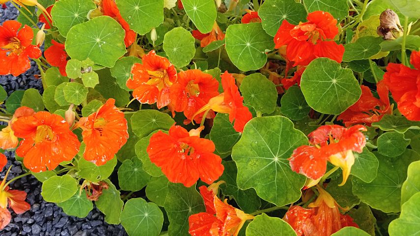 Nasturtiums is another plant that is great to grow as a companion plant with sage as they can repel whiteflies