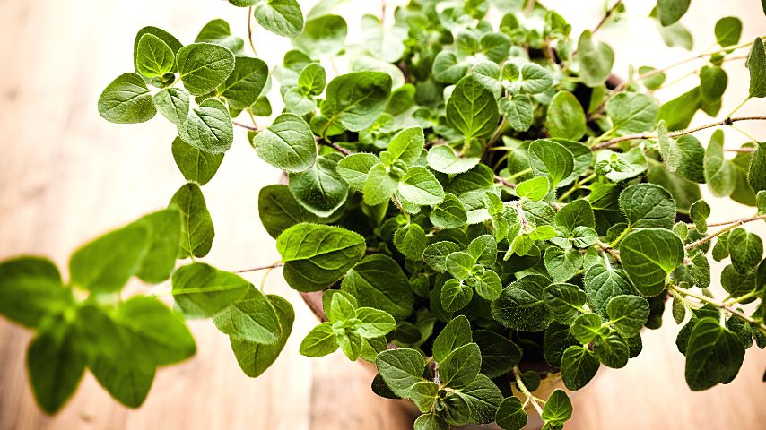 Oregano is one of the best companion plants for sage as they both thrive in the same growing conditions
