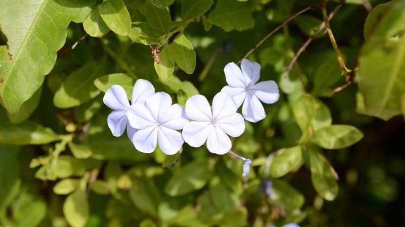 30 Greatest Trees, Shrubs, and Plants With White Flowers 12