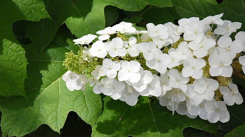 Planting oakleaf hydrangeas can help prevent the rabbits from eating other hydrangea varieties