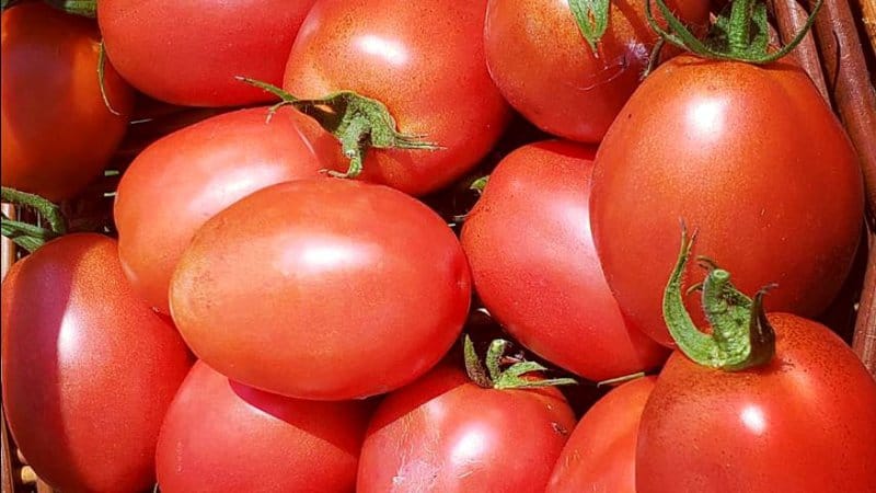 Plum regal tomatoes are the best determinate tomatoes for creating tomato mixtures and sauces