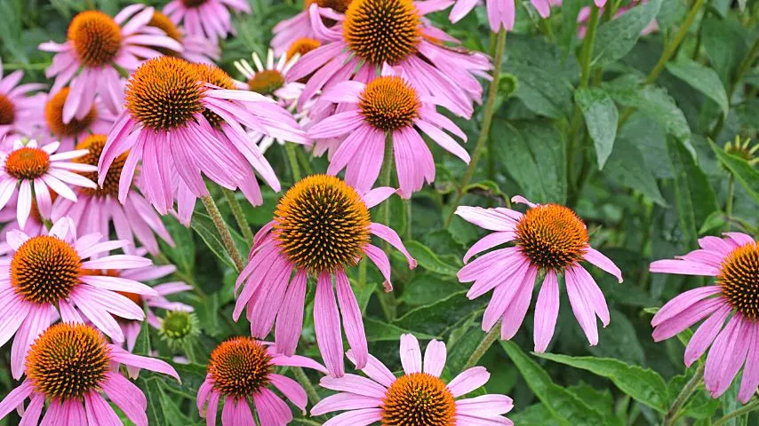 Another good companion plant for your sage is the purple coneflower