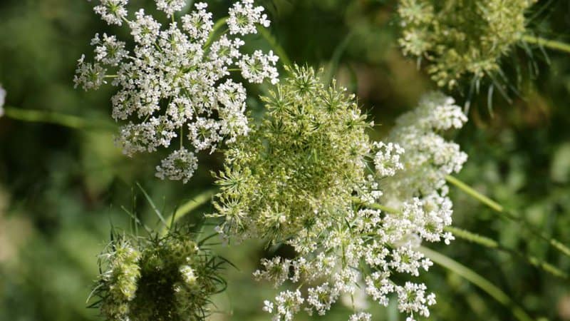 30 Greatest Trees, Shrubs, and Plants With White Flowers 13