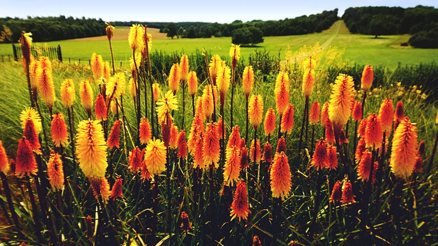 Red Hot Poker is another good companion plant for sage as they add color to the garden they're growing in